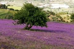 Mare di fiori - Blumenmeer