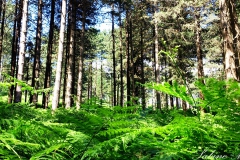 Wald im Aspromonte