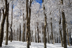 Winter im Aspromonte