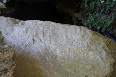 Bos Primigenius - Grotta del Romito