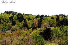 Wald im Serre-Regionalpark