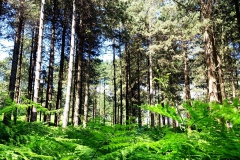 Wald im Aspromonte