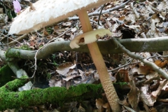 Macrolepiota procera